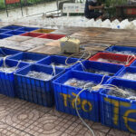 Tổng Kết Chương Trình Phóng Sanh Cá Dịp Dawa 2025