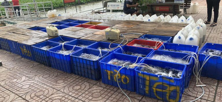 Tổng Kết Chương Trình Phóng Sanh Cá Dịp Dawa 2025